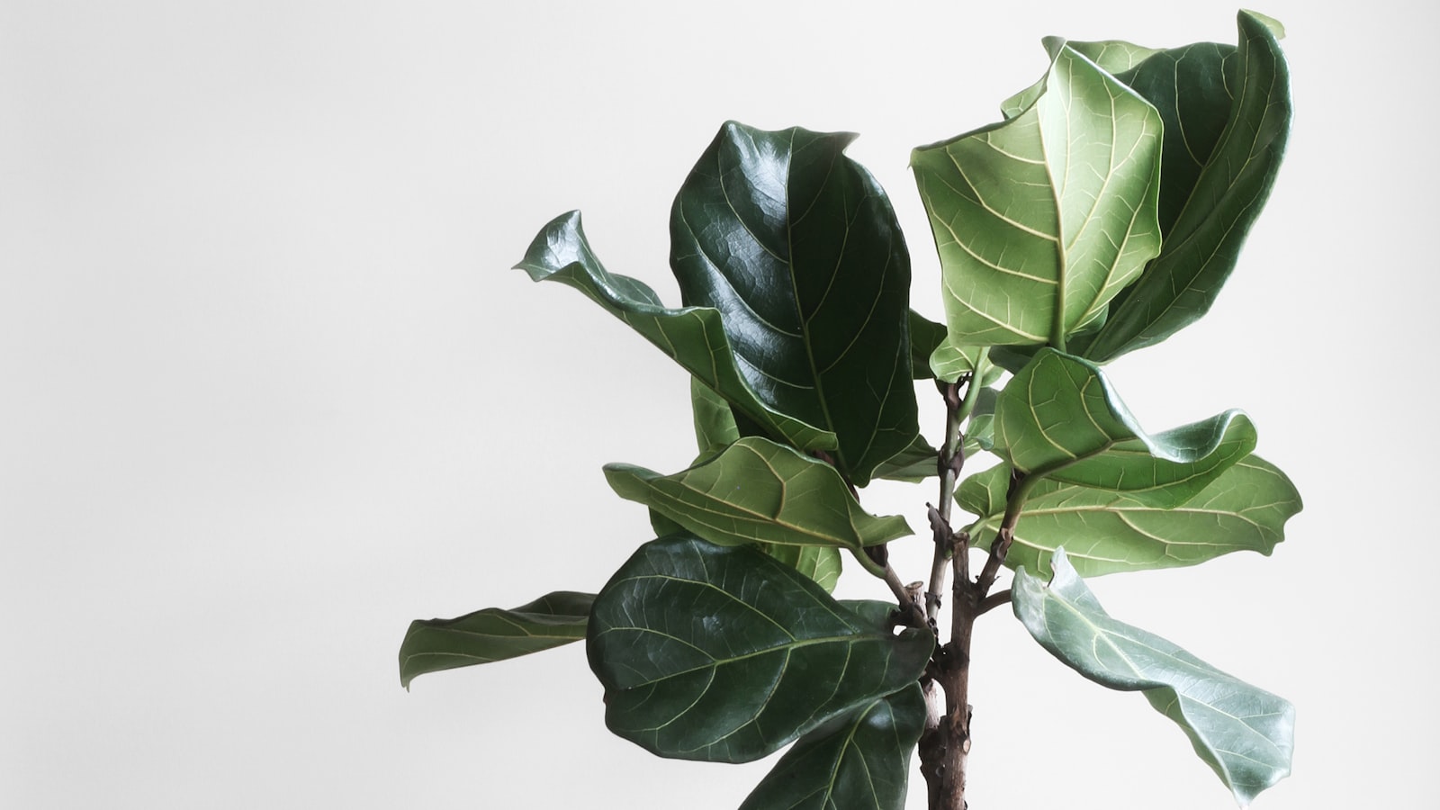 Hands gently repotting a green houseplant into fresh soil with an empty pot nearby