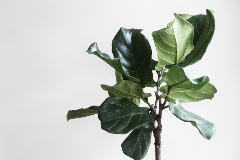 Hands gently repotting a green houseplant into fresh soil with an empty pot nearby