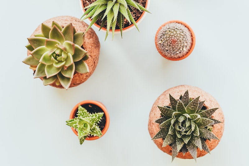A bright windowsill lined with small potted green houseplants in terracotta pots