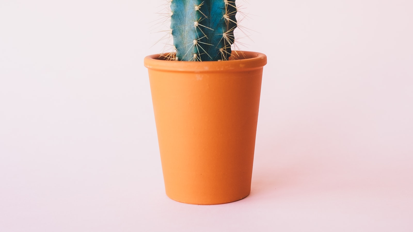 Small flies hovering near the damp soil surface of a potted houseplant