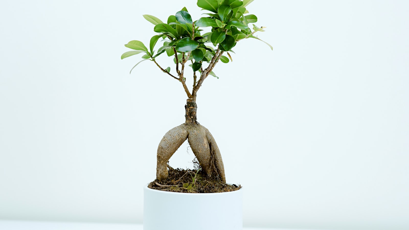 A glass jar on a windowsill holding a leafy stem cutting rooting in water