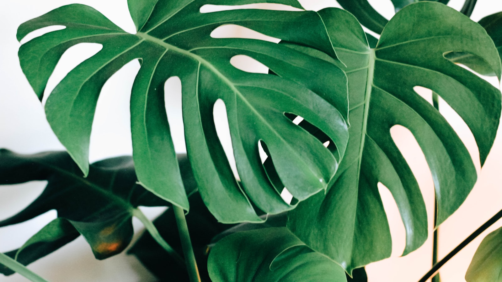 Close-up of a houseplant leaf with a dry, browning tip against soft natural light