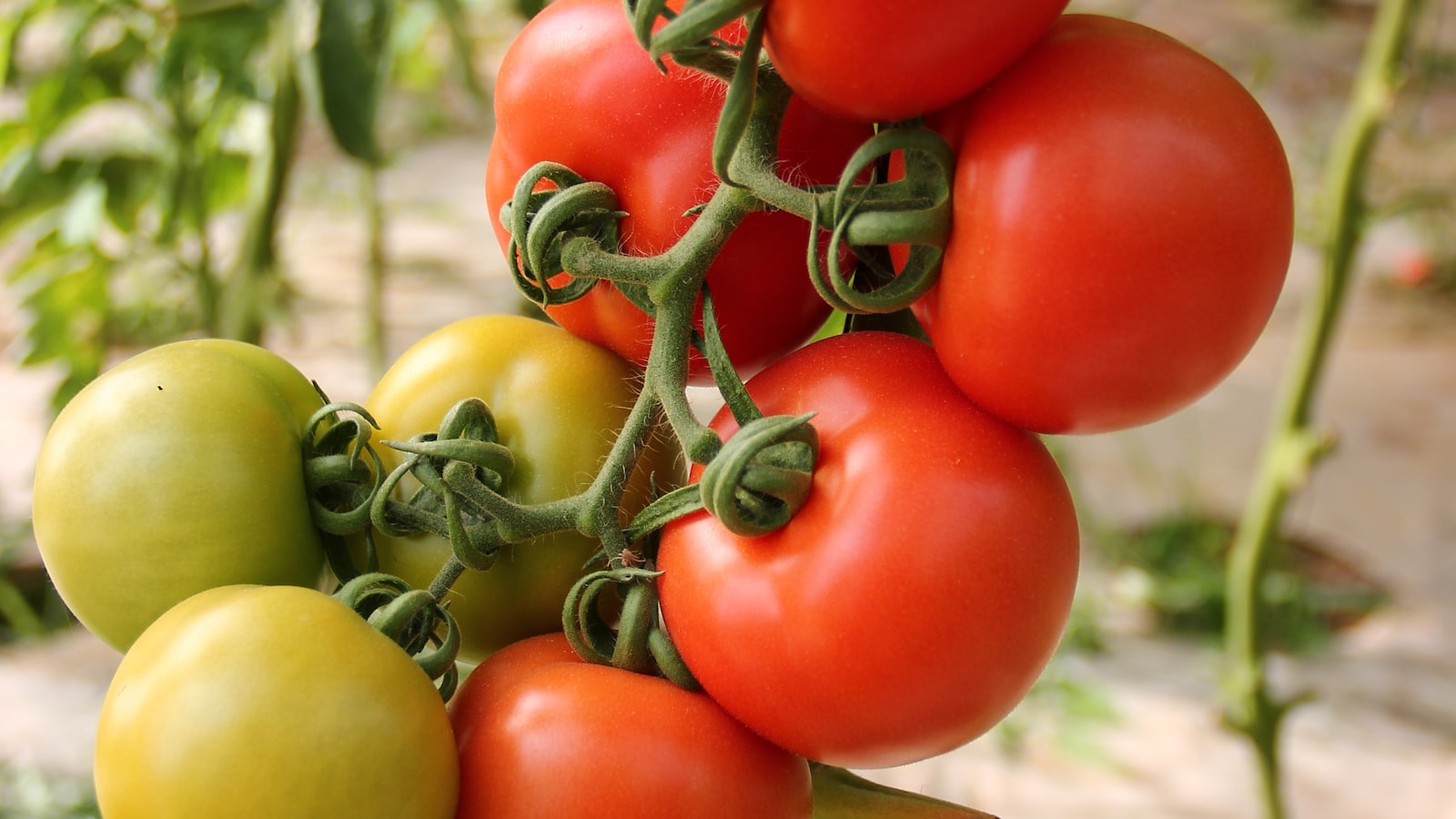 Ripening red tomatoes on a healthy supported plant in a sunny home garden