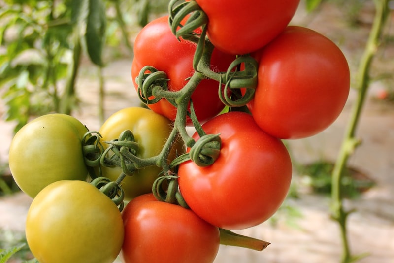 Ripening red tomatoes on a healthy supported plant in a sunny home garden